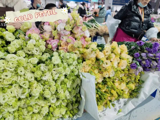 Großhandel für Weihnachtsgeschenke, frische Schnittblumen in vielen Sorten, Eustoma zur Dekoration